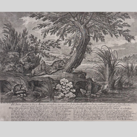 ​Гравюра «Охота на бобров», Германия, XVIII век