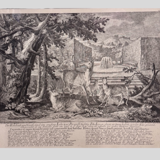​Гравюра «Косули и олени», Германия, XVIII век