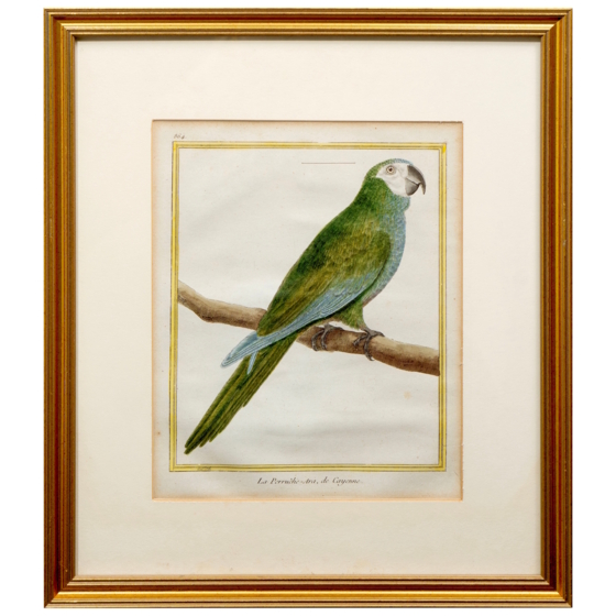 ​Гравюра «Кайенский ара попугай», Франция, 1765-1770-е гг.