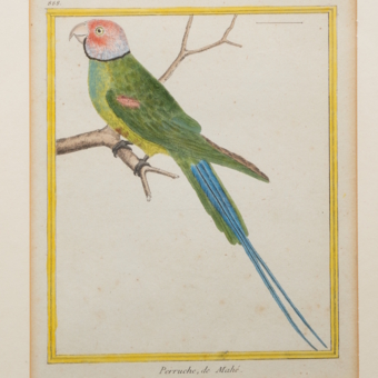 Гравюра «Сейшельский кольчатый попугай», Франция, 1765-1770-е гг.