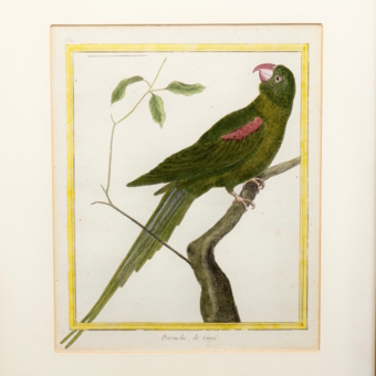 ​Гравюра «Попугай александрийский», Франция, 1765-1770-е гг.​