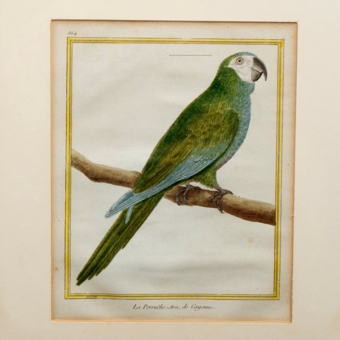 ​Гравюра «Кайенский ара попугай», Франция, 1765-1770-е гг.