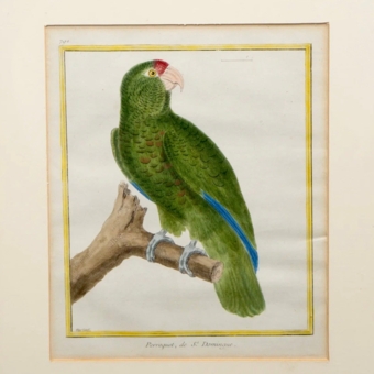 ​Гравюра «Попугай из С. Доминго​», Франция, 1765-1770-е гг.