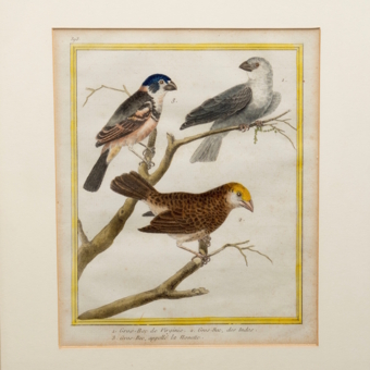 Гравюра «Дубоносы», Франция, 1765-1770-е гг.