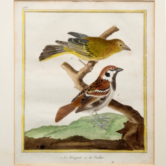 Гравюра «Воробей и зеленушка», Франция, 1765-1770-е гг.